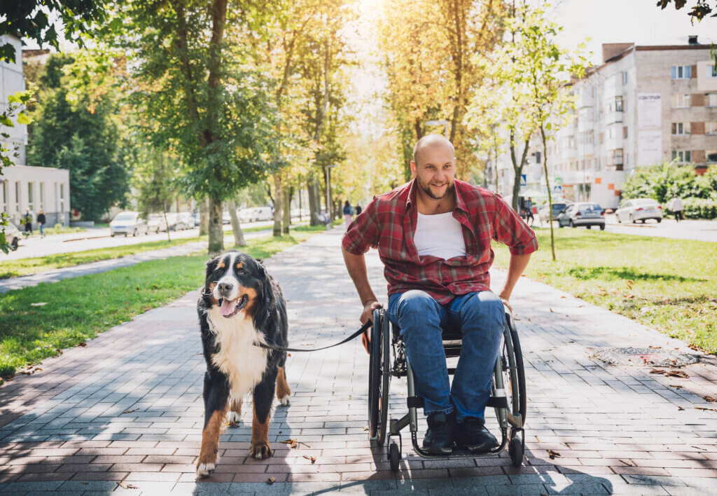 Man in Wheelchair with a bernese mountain dog